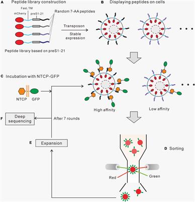 Establishment of a human cell line with a surface display system for screening and optimizing Na+-taurocholate cotransporting polypeptide-binding peptides